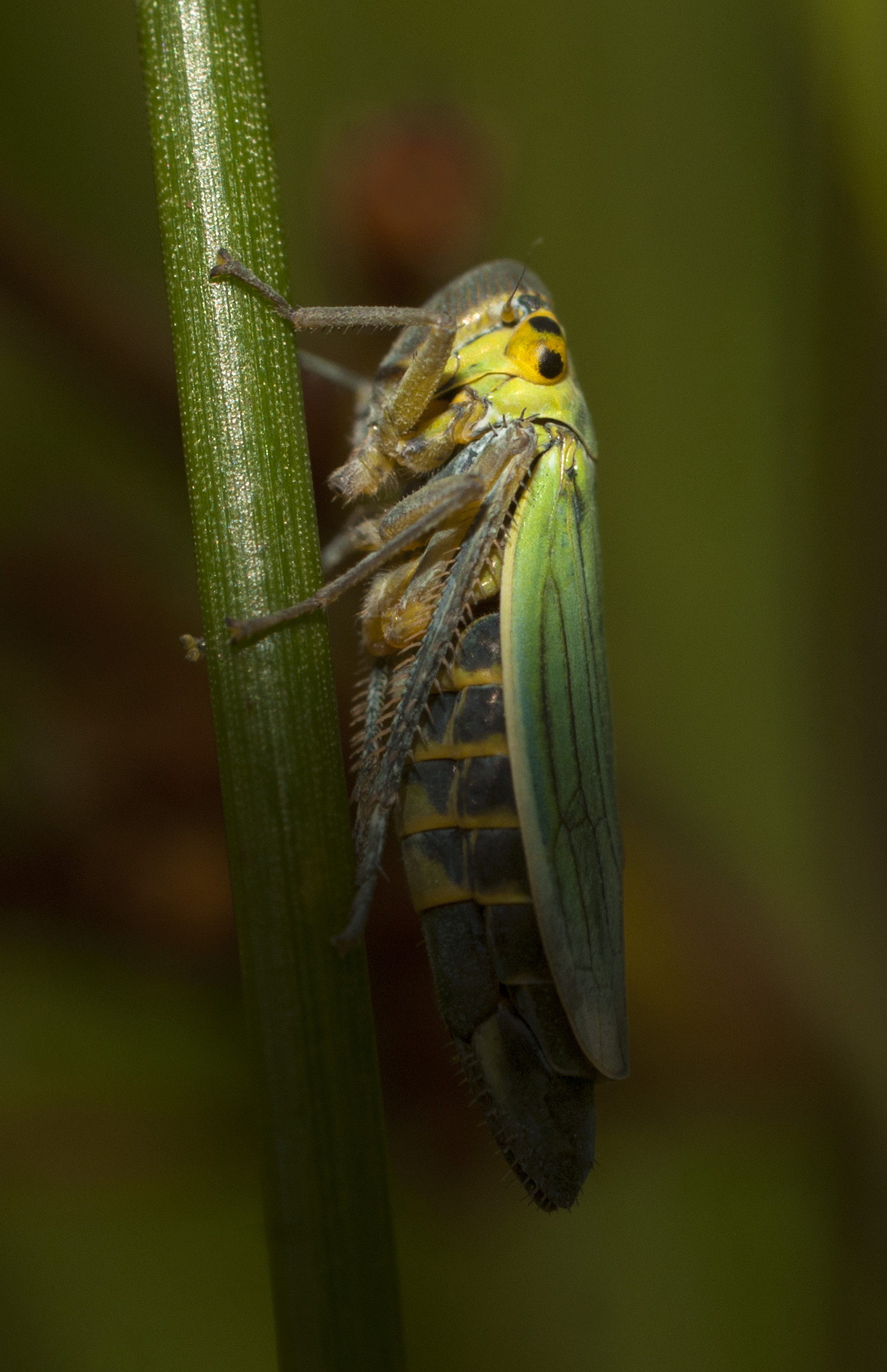 Leafhopper, Cicadella sp.