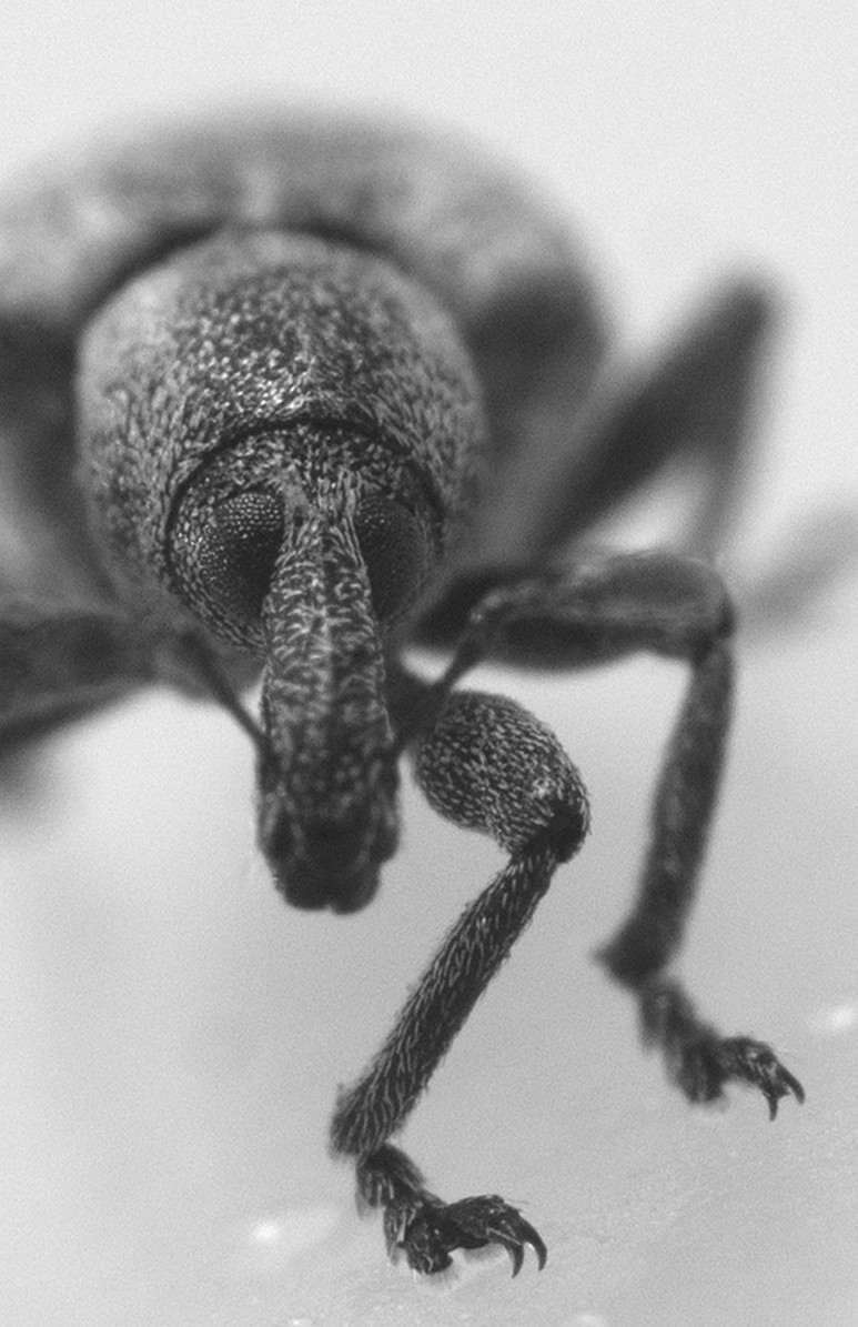Black vine weevil, Otiorhynchus sulcatus
